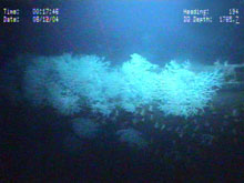 Coral growth on the Gulf Penn wreck off the coast of Louisiana.