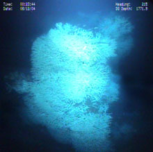 A coral colony grows on the bridge of the Gulf Penn wreck.