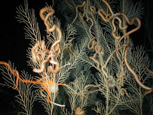 Figure 1. Callogorgia americana delta, an abundant coral species in the Gulf of Mexico.