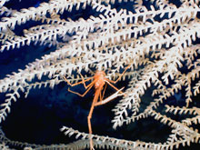Fig. 3  A gorgonian bamboo coral, Keratoisis sp. from 1410m in Green Canyon 852. 