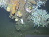 The bow of the Ewing Banks Wreck, covered with Lophelia coral, sea anemones, barnacles, and rusticles (microbial concretions).