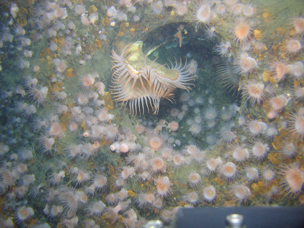 Porthole on the starboard side of Gulfoil.  Numerous sea anemones are attached to the side of the ship.