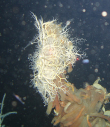 An Astrophyton basket star is perched atop the black coral colony, surrounding a dozen gooseneck barnacles. .