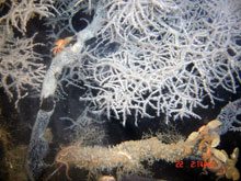 Two thick branches arise from the base of a large black coral colony about 1.5 meters tall at 300 meters depth in the Gulf of Mexico.