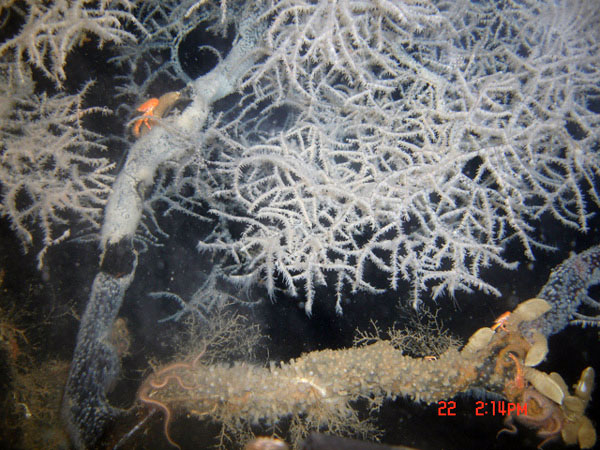 Two thick branches arise from the base of a large black coral colony about 1.5 meters tall at 300 meters depth in the Gulf of Mexico. Gooseneck barnacles and squat lobsters (bright red) can be seen on the lower right and left of middle. 
