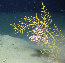 A small gorgonian with polyps retracted. The colony is attached to a small rock in soft substrate, with a brittle star on the colony and shrimp at the base.