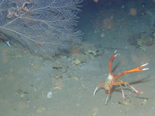 The galatheoid, Eumunida picta. The lasers on its legs are three inches apart. In the background we see Asteroschema sp. wrapped around the sea fan,  Callogorgia sp.