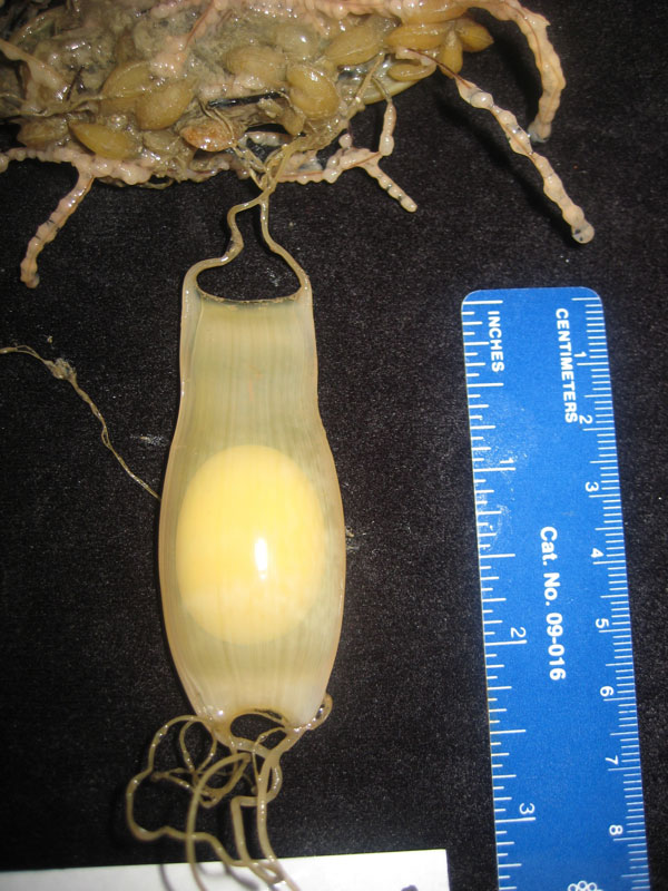This egg case was collected accidentally while sampling a large black coral. It was unhatched, one of two specimens brought aboard by the SeaViewer Falcon remotely operated vehicle. 