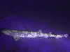 Fluorescent chain catshark at 600 meters depth from the Ocean Explorer Operation Deep Scope expedition in 2005.  This shark was no more than a meter long.