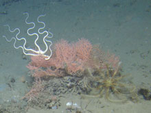 A brittle star in a feeding posture, sitting on top of a very small gorgonian next to a yellow crinoid.
