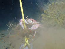 A crab attempts to climb on the rope of one of the deployed instruments (a temperature logger).