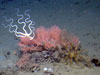 A brittle star in a feeding posture, sitting on top of a very small gorgonian next to a yellow crinoid.