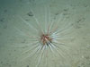 We saw this type of sea urchin at several sites, generally on soft bottoms.