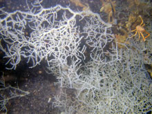 During the first dive of the cruise, scientists observed a large antipatharian (black) coral community.