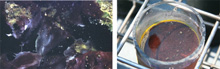 Figure 1. Left Panel: Diver photo of purple mats at the shallow, sunlit Middle Island Sinkhole. Right Panel: Diver collected sediment core from the shallow, sunlight Middle Island Sinkhole showing the overlying purple cyanobacterial mat community.