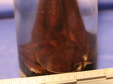 A 'finger' collected on September 3 from the Middle Island Sinkhole.