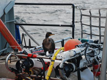 Juvenile cormorant investigates the ROV while the R/V Laurentian is anchored over the Isolated Sinkhole.
