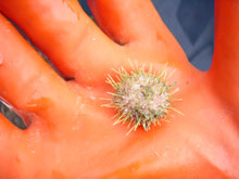 A small urchin collected in benthic trawls.