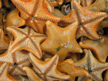 A pile of starfish (species Ctenodiscus crispatus) from a benthic trawl. Image courtesy Bodil Bluhm, University of Alaska, Fairbanks.