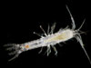 The crustacean order Mictacea is represented by only a single species, Mictocaris halop.