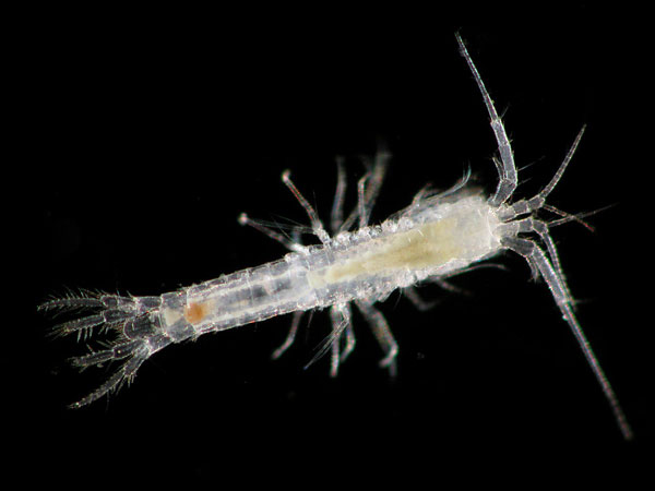 The crustacean order Mictacea is represented by only a single species, Mictocaris halope, that inhabits several sea water caves in Bermuda.