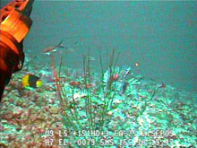 Colorful reef fish, as well as invasive Lionfish were present in deeper (~80m) waters along the Bermuda Shelf.