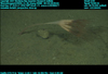Image captured from a video camera mounted on underwater ROV Tiburon on dive number 1035.