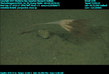 Image captured from a video camera mounted on underwater remotely operated vehicle Tiburon on dive number 1035.