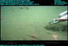 Image captured from a video camera mounted on underwater ROV Ventana on dive number 3209.