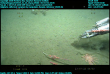 Image captured from a video camera mounted on underwater remotely operated vehicle Ventana on dive number 3209.