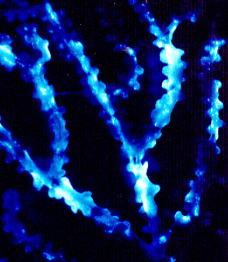 Luminescing Bamboo Coral. Image courtesy of Bioluminescence 2009 Expedition, NOAA Ocean Exploration