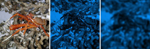 The deep-sea chirostylid anomuran crab Eumunida picta.