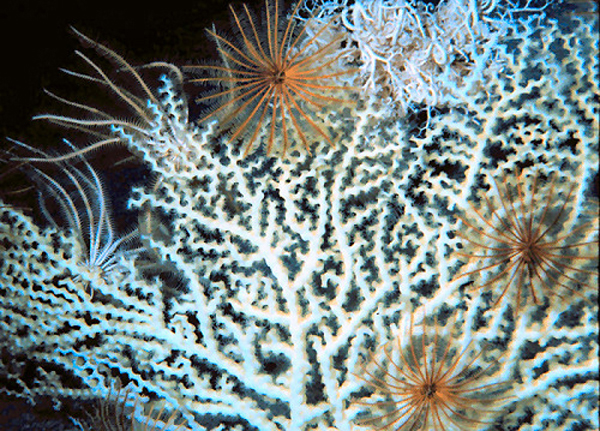 Two species of feather stars