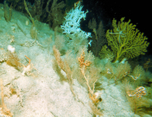 A grove of unidentified sea fans