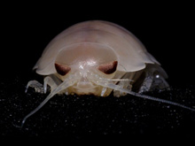 Fig. 2a. Deep-sea isopod