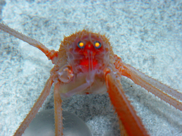  Deep-sea crab with UV sensitive visual pigment.