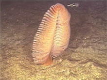 Deep-sea Sea Pen.