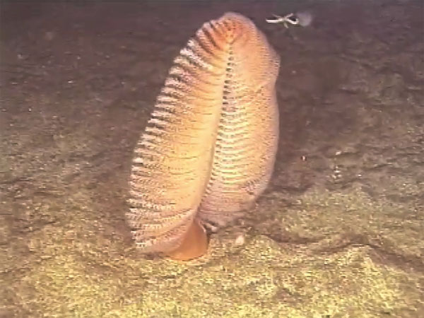 Deep-sea Sea Pen..