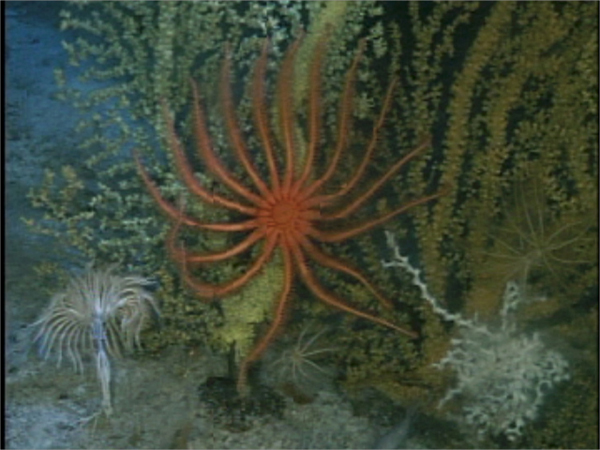 Orange sea star on a golden coral with stalked crinoid on left and white branching coral on right.