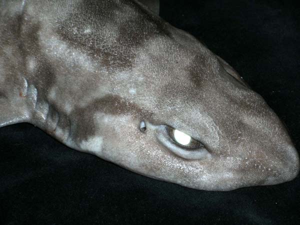 A close-up of a Blotched Catshark (Scyliorhinus meadi) which had become entangled in a bait bag on the Eye-in-the-Sea. 