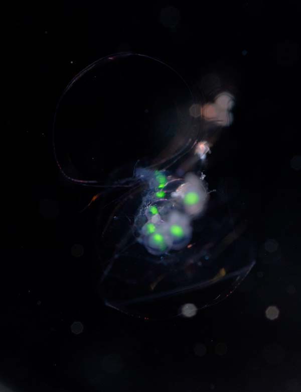 Lilyopsis siphonophore, white light, but fluorescence is so bright it is easily visible.