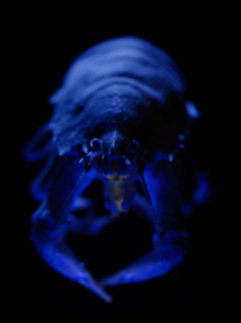 Crab with fluorescent bristles on mouthparts.