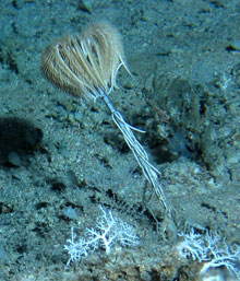 Tall sea lily, Endoxocrinus prionodes, with its arms collapsed under slack current.