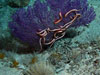 Three Endoxocrinus maclearanus flank a purple sea fan with a snake star.