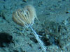 Tall sea lily, Endoxocrinus prionodes, with its arms collapsed under slack current.