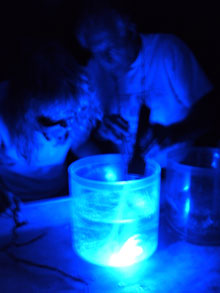 Dr. Tammy Frank and Dr. Chuck Messing look for fluorescence using blue light and yellow lenses in the wet lab of the R/V Seward Johnson.