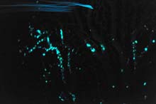 Bioluminescent plankton streaking past a fluorescent coral. 
