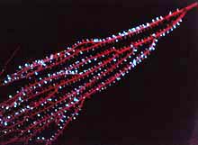 Species of bamboo coral, right is the spew bioluminescence of the shrimp Parapandalus.