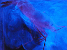 Shrimp spewing bioluminescence.