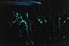 Bioluminescent plankton streaking past a fluorescent coral.